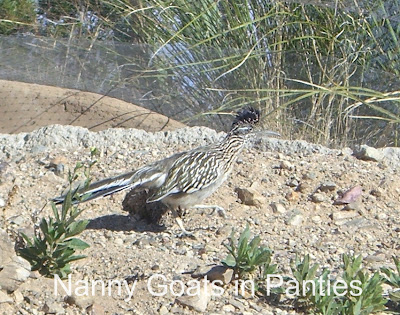 a real live roadrunner
